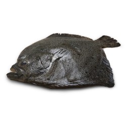 Камбала Тюрбо с/м 400-600