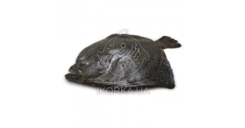 Камбала Тюрбо с/м 400-600