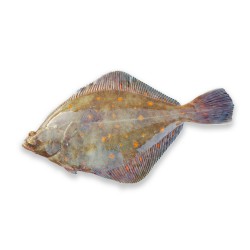 Камбала морская с/м