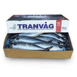 Скумбрия с/г c/м 600+ Tranvag (10 кг)