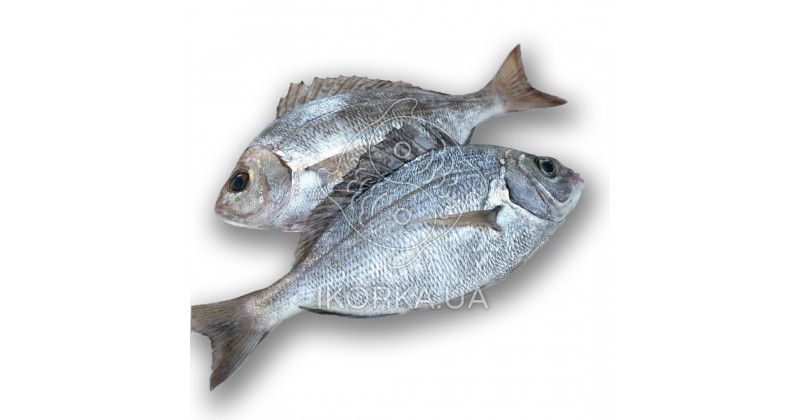 Кантар (морской карась)