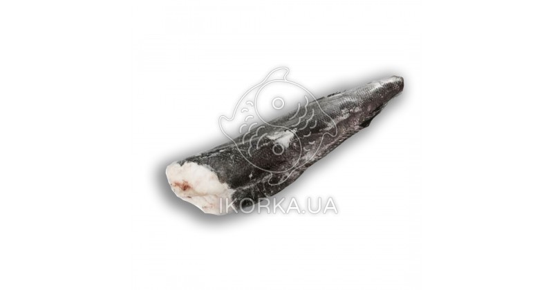 Патагонский клыкач (Чилийский сибас), с/м 8-10 кг