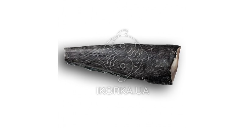 Патагонский клыкач (Чилийский сибас), с/м 8-10 кг