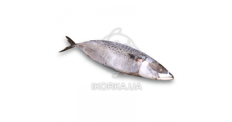 Скумбрия голубая (до 1,5 кг)