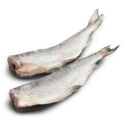 Нельма (Белорыбица), с/м