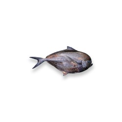 Атлантичний морський лящ с/м