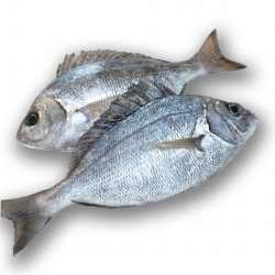 Кантар (морской карась)