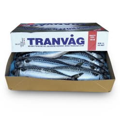 Скумбрия с/г c/м 600+ Tranvag (10 кг)