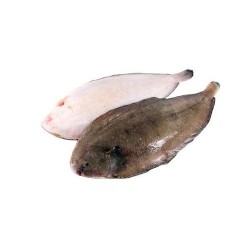 Камбала Доверсоль «Doversole», морской язык с/г, с/м 700-800