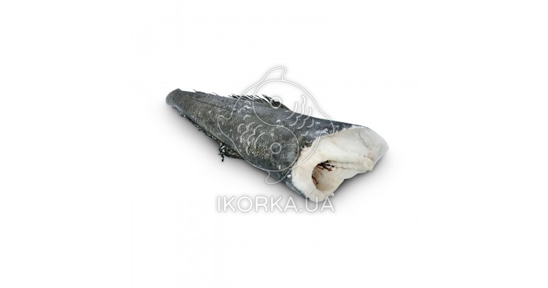 Патагонский клыкач (Чилийский сибас), с/м 5-6 кг